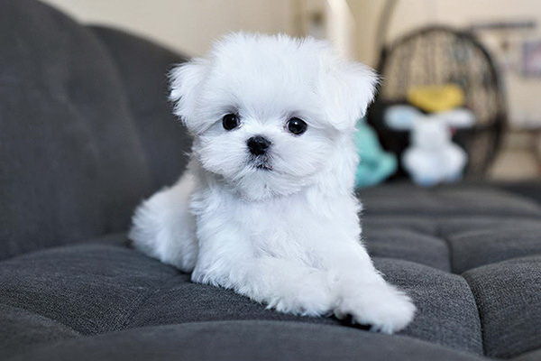 犬の寝ながら甘え方をどう対応するか愛犬との幸せな関係を築くヒント