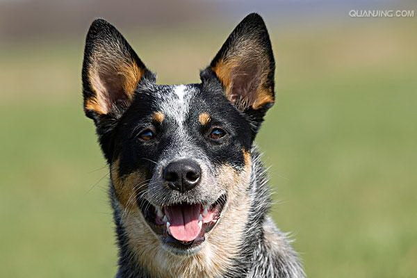 月経中の犬に莲実を与えるのは大丈夫