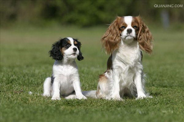 虫に刺された犬の足の痛みと対策快適な生活を取り戻すためのヒント
