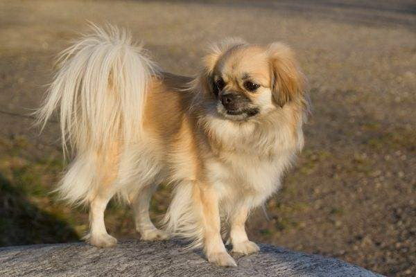 犬が靴を壊してしまったらどうする犬の悪癖克服と再発防止の方法を詳しく解説