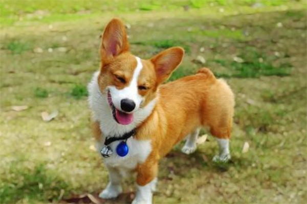 散歩から帰宅までの冒険愛犬の行方探し