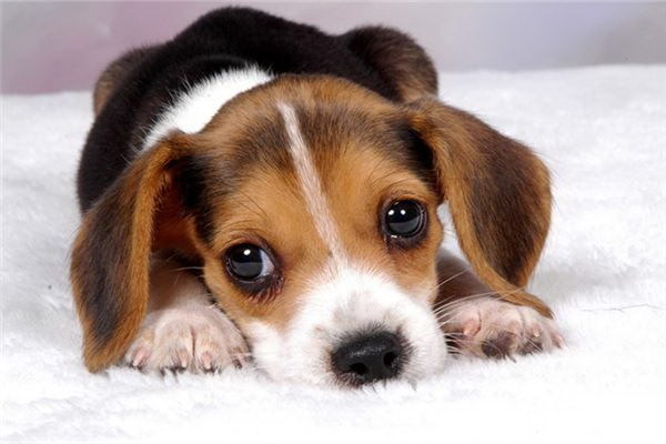 食事後に吠える理由とは愛犬の行動に隠された意味を探る