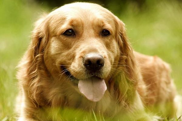 犬が尻尾を折り曲げたら叩かれていたのか原因と対処法を詳解