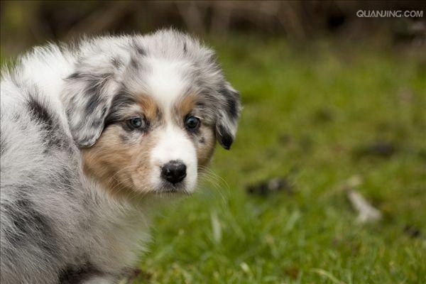 犬用小さな背心の正しい着脱方法を解説