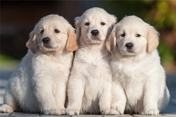 金毛の威嚇他の犬に怒号が響き渡る瞬間の真実
