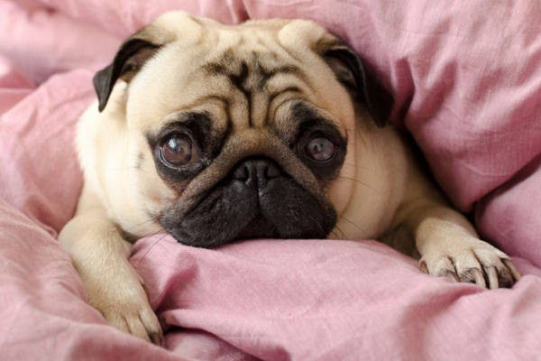 犬が毎回外出で排泄するのは正常その理由と対策を徹底解説