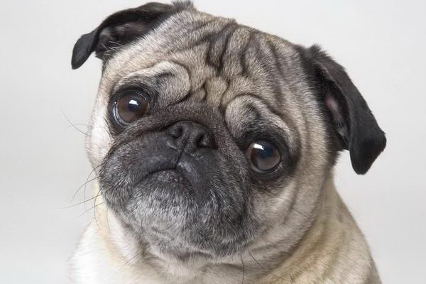 犬の憋尿時間はどれくらいが正常