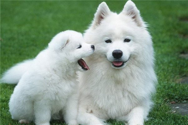 犬を飼う際の臭い対策最適な去臭剤とは