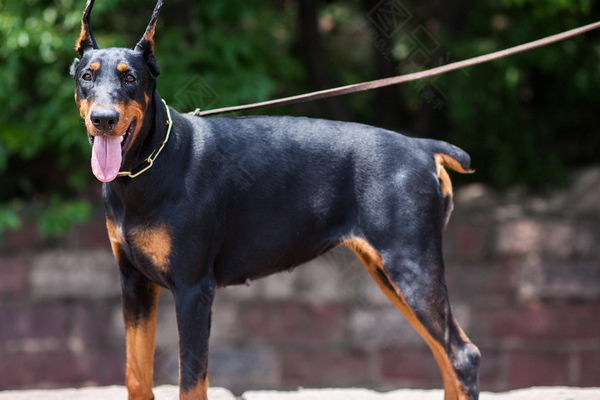 以下は愛犬が間違った行動をしないようにするための飼育法についての記事です