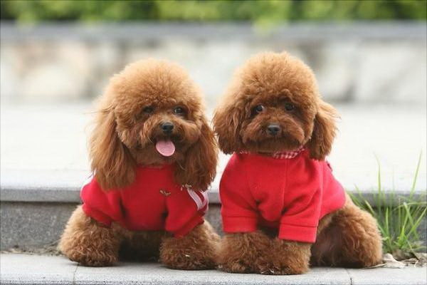 犬の聴力が弱いのかその原因と対策について考察
