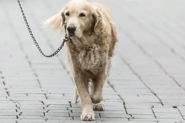 犬がおしっこをする盆あるのでしょうか