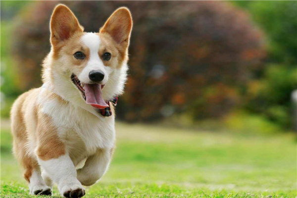 愛犬の名前で選ぶ心躍る犬種一覧可愛い犬の名前をチェックしよう