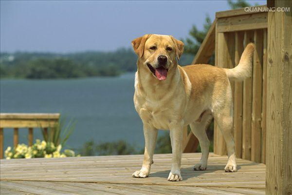 少女の頭を犬が撫でる温かい一瞬
