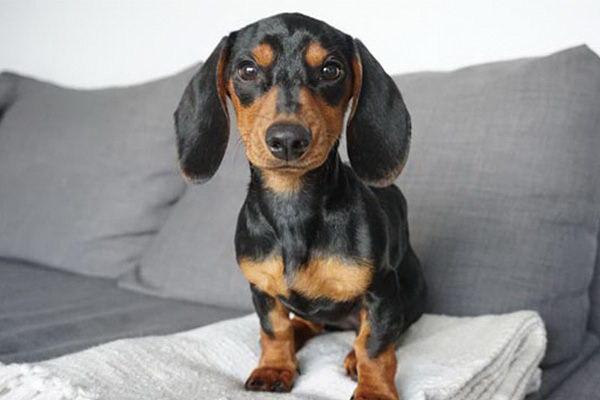犬の足が麻痺することがあるがその原因や対策について詳しく解説するまず犬の足が麻痺する原因には以下のようなものがある