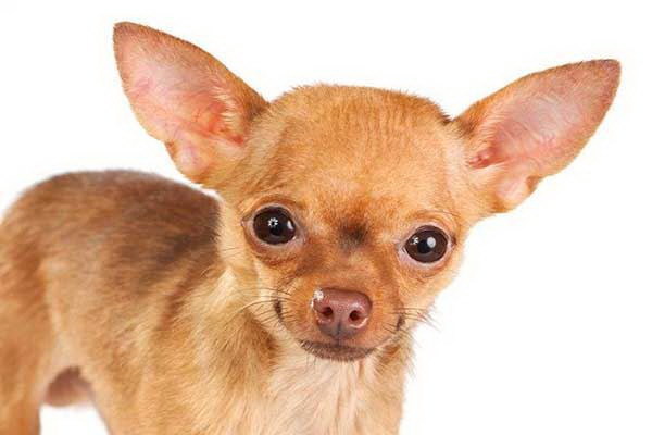 目を見て選ぶ素敵な犬を見つけるコツ