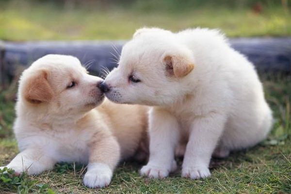 十数年にわたる犬の交通事故 死の記録を振り返る