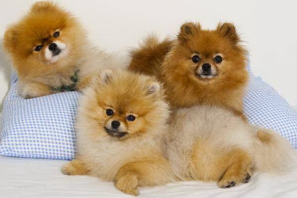 愛犬の去勢手術で医師に恨まれた犬の命を守るための選択が悲劇に
