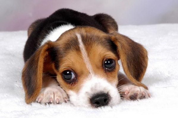鋼鉄の意志金刚の意味とその愛犬の物語