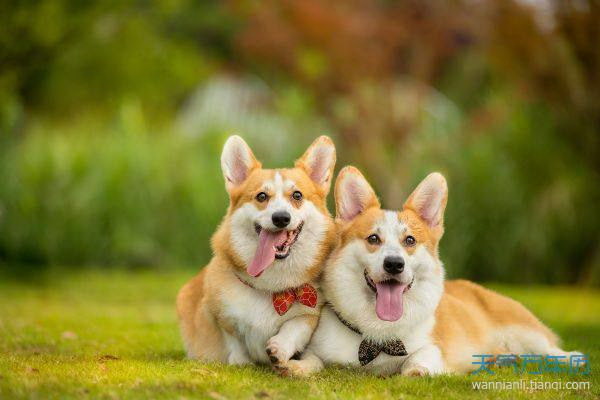 小さすぎる犬に骨をやるのは大丈夫