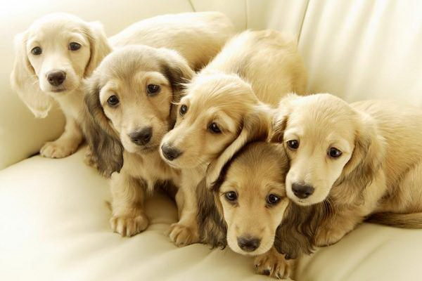 碗で犬が怪我したらどうする即効的な対応と予防策