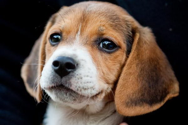 甲状腺機能亢進症の犬用薬を紹介効果的な治療法とは