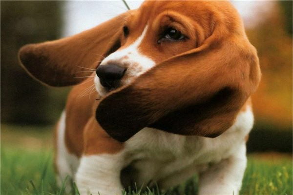 犬が死んだら主人に思い出す 動物の感情と別れの悲しみ
