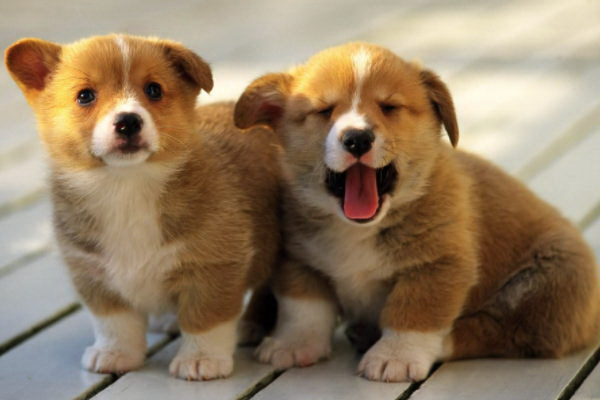 犬に最適なビタミンE栄養豊富な食材で健康をサポート