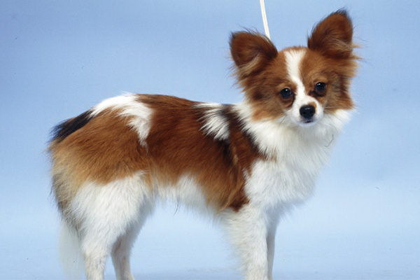 犬が攻撃された兆候とは見極めるポイントを詳解