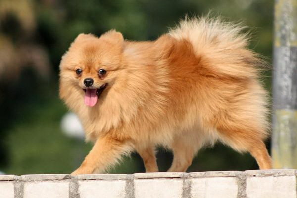 犬に毎日餅をやるのは大丈夫か
