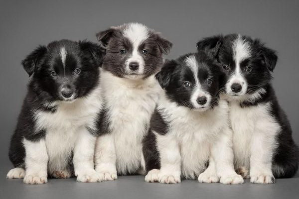 济南の犬人にプレゼントされることはあるのか