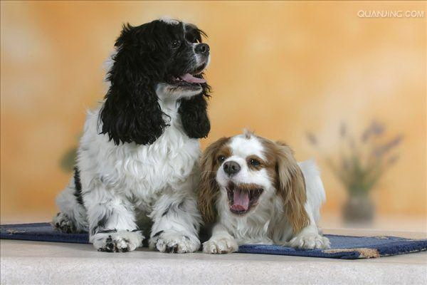 いじわる犬と激突お散歩中のトイレ問題で大ピンチ