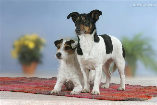 犬が踏まれて死んだ瞬間最も速い反応とは