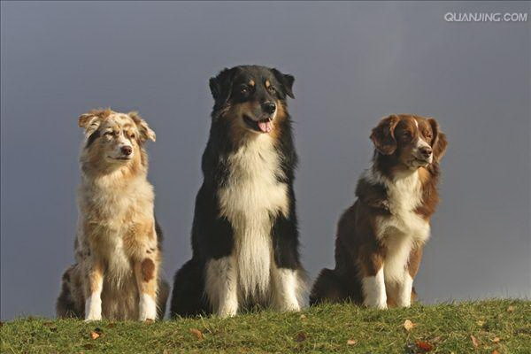 家族のペットとしての犬の恩恵と問題点家庭での飼育体験を通じて