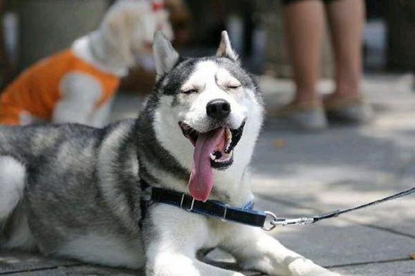 愛犬の心からの感謝主人への無償の報酬