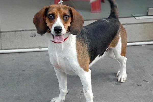 日本の街並みを散策すると毛が厚くて肌に触れない犬がよく見られますその犬の毛が厚い理由やその毛の特性について詳しく見ていきましょう