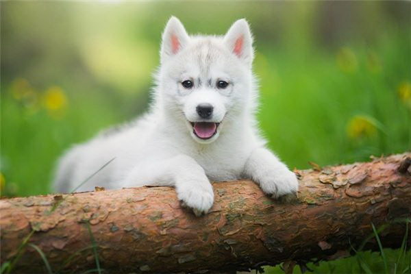 犬の消化システムを理解して健康的な食事を提供する方法