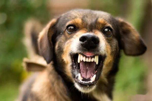 サモ耶ー犬の夢を抱いて幸せな日常と絆の物語