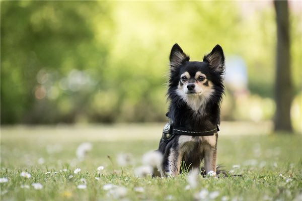 小さな犬を抱いて寝るのは良いの犬と一緒に寝る利点と注意点を詳しく解説