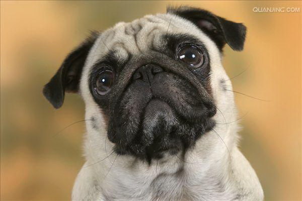 愛犬の罐頭中毒なぜ犬は罐頭が大好きになるのか