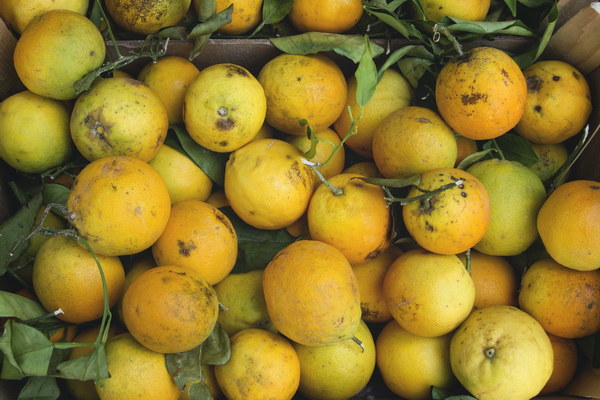 Does Eating Watermelons in Summer Help in Removing Dampness A Closer Look at Traditional Remedies